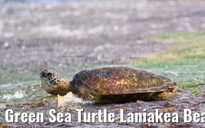 Green Sea Turtle Laniakea Beach Oahu Hawaii
