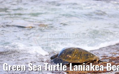 Green Sea Turtle Laniakea Beach Oahu Hawaii