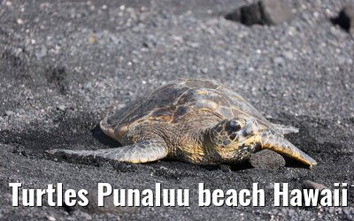Turtles Punaluu beach Hawaii Big Island