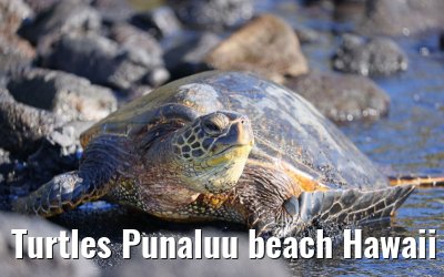 Turtles Punaluu beach Hawaii Big Island