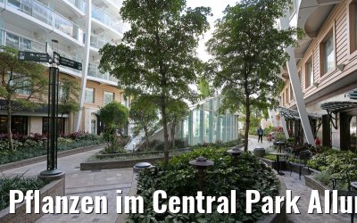 Pflanzen im Central Park Allure of the Seas