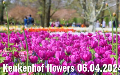 Keukenhof flowers 06.04.2024