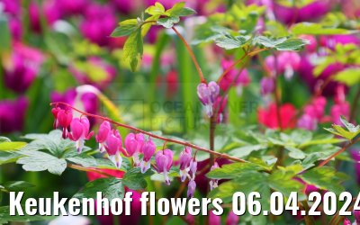 Keukenhof flowers 06.04.2024