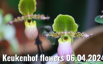 Keukenhof flowers 06.04.2024