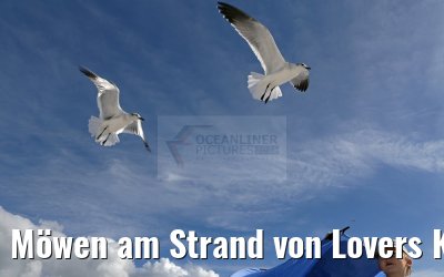 Möwen am Strand von Lovers Key