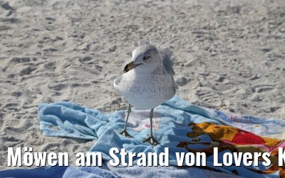 Möwen am Strand von Lovers Key
