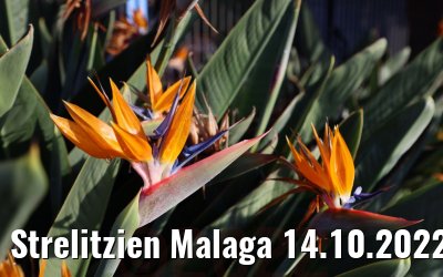 Strelitzien Malaga 14.10.2022