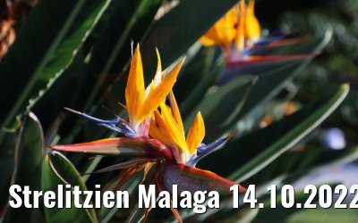 Strelitzien Malaga 14.10.2022