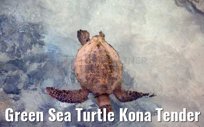 Green Sea Turtle Kona Tender Pier 01.10.2024