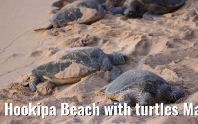 Hookipa Beach with turtles Maui 04.10.2024