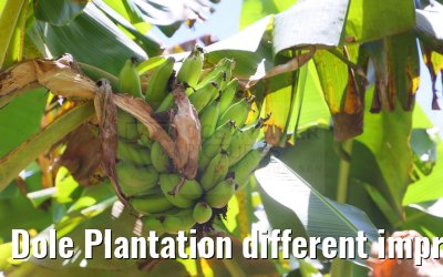 Dole Plantation different impressions Oahu Hawaii 05.10.2024