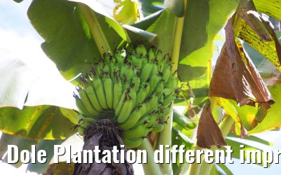 Dole Plantation different impressions Oahu Hawaii 05.10.2024