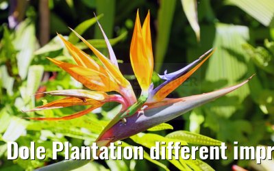 Dole Plantation different impressions Oahu Hawaii 05.10.2024