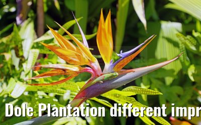 Dole Plantation different impressions Oahu Hawaii 05.10.2024