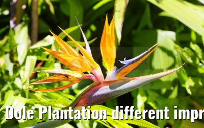 Dole Plantation different impressions Oahu Hawaii 05.10.2024