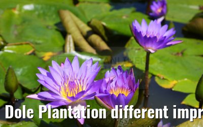 Dole Plantation different impressions Oahu Hawaii 05.10.2024