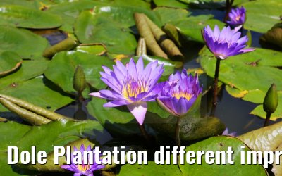 Dole Plantation different impressions Oahu Hawaii 05.10.2024