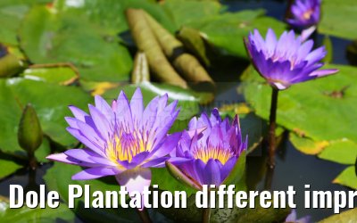 Dole Plantation different impressions Oahu Hawaii 05.10.2024