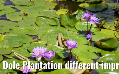 Dole Plantation different impressions Oahu Hawaii 05.10.2024
