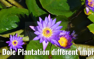 Dole Plantation different impressions Oahu Hawaii 05.10.2024