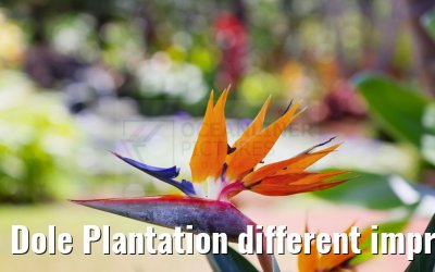 Dole Plantation different impressions Oahu Hawaii 05.10.2024