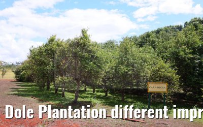 Dole Plantation different impressions Oahu Hawaii 05.10.2024