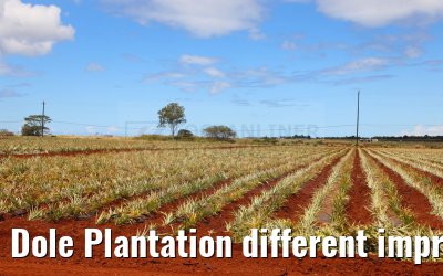 Dole Plantation different impressions Oahu Hawaii 05.10.2024