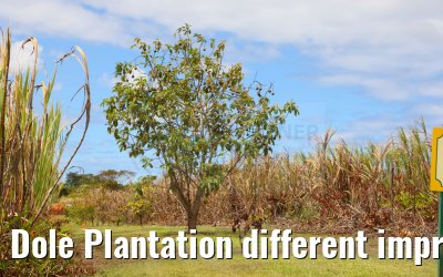 Dole Plantation different impressions Oahu Hawaii 05.10.2024