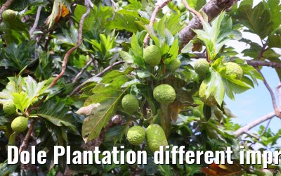Dole Plantation different impressions Oahu Hawaii 05.10.2024