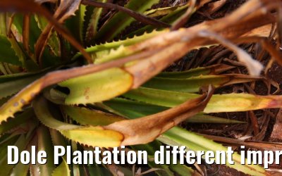 Dole Plantation different impressions Oahu Hawaii 05.10.2024