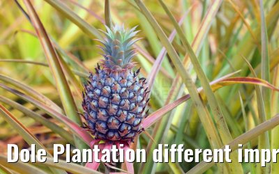 Dole Plantation different impressions Oahu Hawaii 05.10.2024