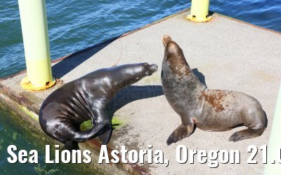 Sea Lions Astoria, Oregon 21.09.2024