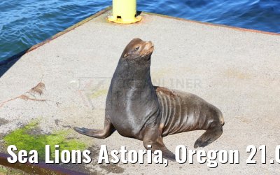 Sea Lions Astoria, Oregon 21.09.2024
