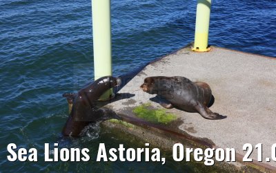 Sea Lions Astoria, Oregon 21.09.2024