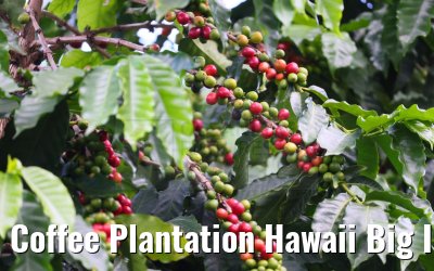 Coffee Plantation Hawaii Big Island 28.09.2024