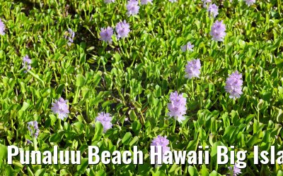 Punaluu Beach Hawaii Big Island 28.09.2024