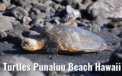 Turtles Punaluu Beach Hawaii Big Island 28.09.2024