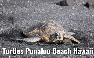 Turtles Punaluu Beach Hawaii Big Island 28.09.2024
