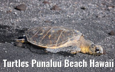 Turtles Punaluu Beach Hawaii Big Island 28.09.2024