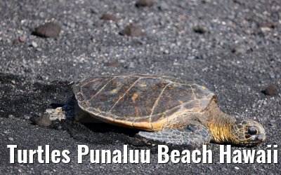 Turtles Punaluu Beach Hawaii Big Island 28.09.2024