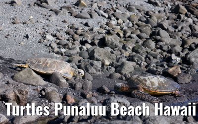 Turtles Punaluu Beach Hawaii Big Island 28.09.2024