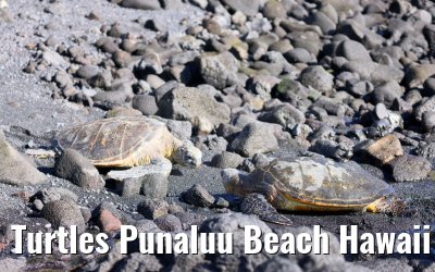 Turtles Punaluu Beach Hawaii Big Island 28.09.2024