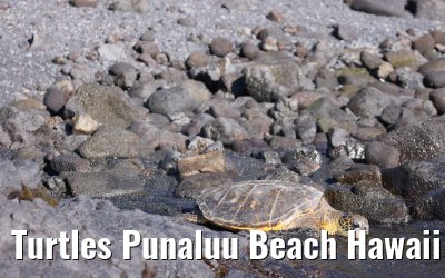 Turtles Punaluu Beach Hawaii Big Island 28.09.2024