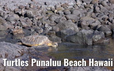 Turtles Punaluu Beach Hawaii Big Island 28.09.2024