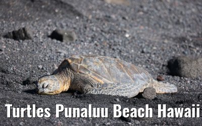 Turtles Punaluu Beach Hawaii Big Island 28.09.2024