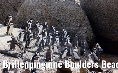 Brillenpinguine Boulders Beach South Africa 15.01.2024
