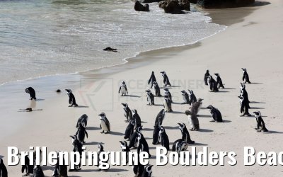 Brillenpinguine Boulders Beach South Africa 15.01.2024