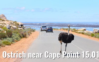 Ostrich near Cape Point 15.01.2024
