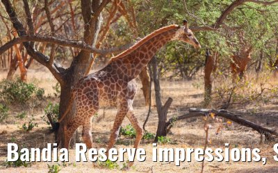 Bandia Reserve impressions, Senegal 30.12.2023