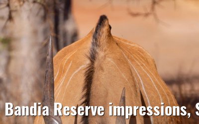Bandia Reserve impressions, Senegal 30.12.2023